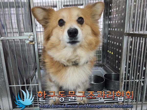 한국동물구조관리협회_441406202400237